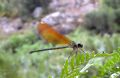 Calopteryx haemorrhoidalis