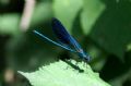 Calopteryx splendens