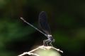 Calopteryx haemorrhoidalis