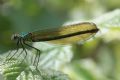 Calopteryx splendens