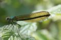 Calopteryx splendens