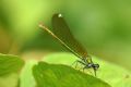 Calopteryx splendens