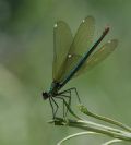 Calopteryx splendens