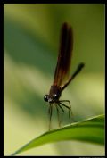 Calopteryx haemorrhoidalis