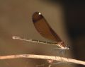 Calopteryx haemorrhoidalis