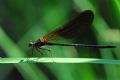 Calopteryx haemorrhoidalis