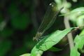 Calopteryx splendens