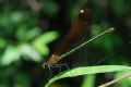 Calopteryx haemorrhoidalis