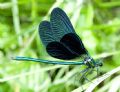 Calopteryx virgo meridionalis