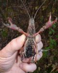 Procambarus clarkii