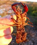 Procambarus clarkii