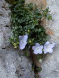 Campanula fragilis