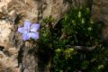 Campanula fragilis subsp. cavolinii