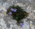 Campanula garganica