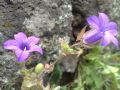 Campanula dichotoma