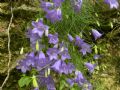 Campanula carnica