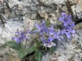 Campanula elatinoides