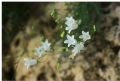 Campanula carnica