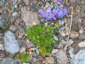 Campanula cenisia