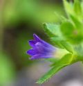 Campanula erinus