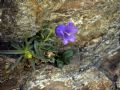 Campanula alpestris