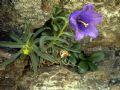 Campanula alpestris