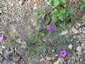 Campanula dichotoma