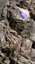 Campanula cespitosa