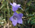 Campanula bertolae