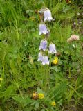 Campanula barbata