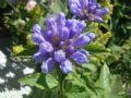 Campanula foliosa