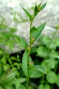 Campanula latifolia