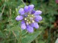 Campanula foliosa