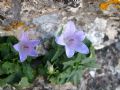 Campanula forsythii