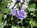 Campanula foliosa