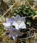 Campanula fragilis subsp. cavolinii