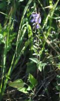 Campanula bononiensis