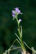 Campanula cervicaria