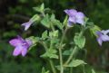 Campanula dichotoma