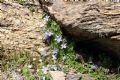 Campanula cenisia