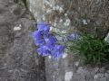 Campanula cochleariifolia