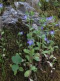 Campanula erinus