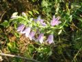 Campanula bononiensis