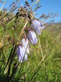 Campanula barbata