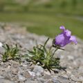 Campanula alpestris