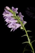 Campanula bononiensis