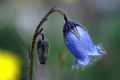 Campanula barbata