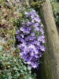 Campanula fragilis subsp. fragilis