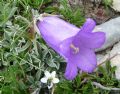 Campanula alpestris