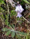 Campanula barbata